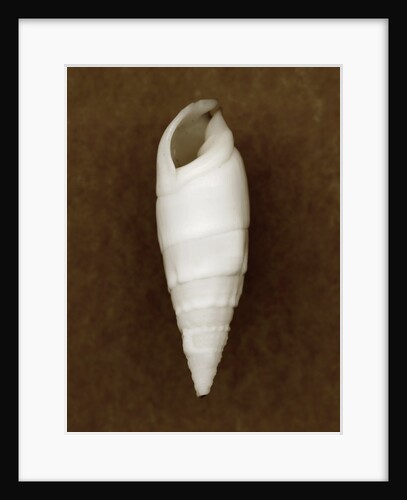 White Cerithium Shell by Anonymous