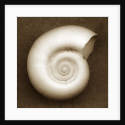 White Spiral Shell by Anonymous