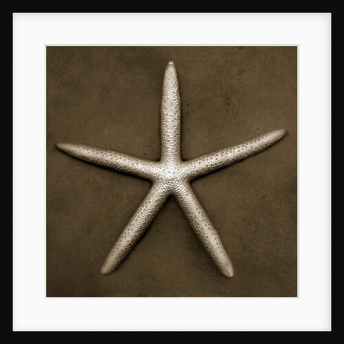 White Starfish by Anonymous