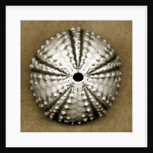 Deep Water Sea Urchin by Anonymous