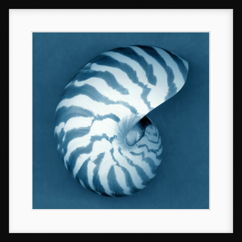 Nautilus Shell by Anonymous