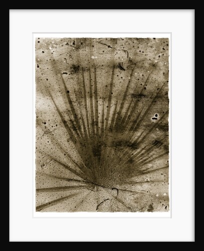Palmetto Palm by Anonymous