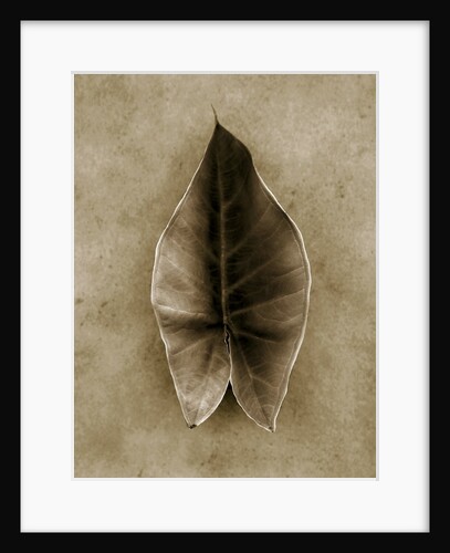 Elephant Ear by Anonymous