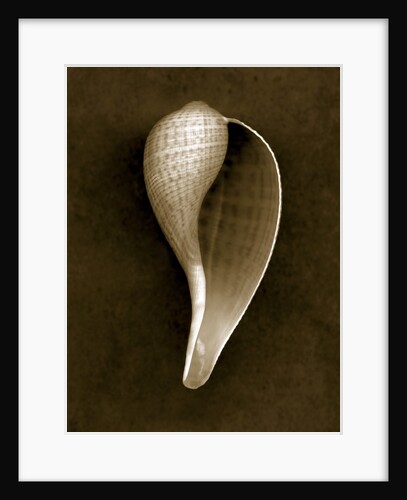 Graceful Fig Shell 2 by Anonymous