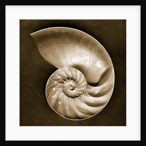 Half Nautilus by Anonymous