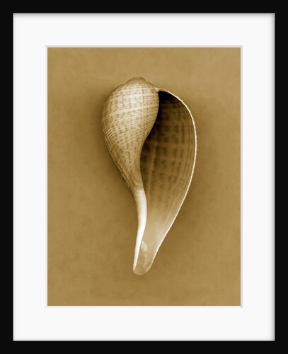 Graceful Fig Shell by Anonymous