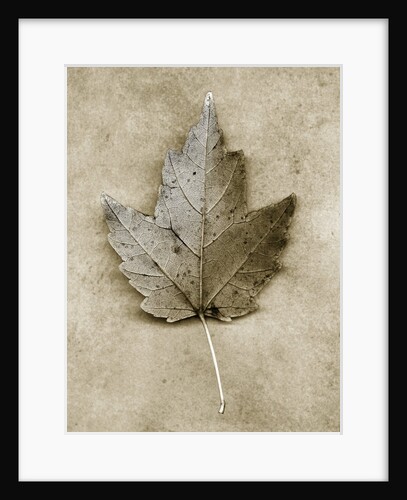 Maple Leaf by Anonymous