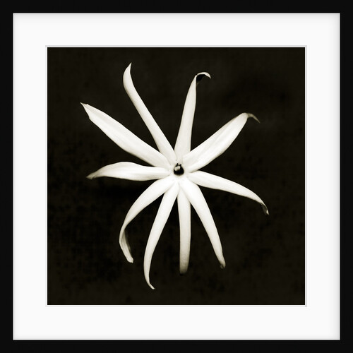 Jasmine by Anonymous