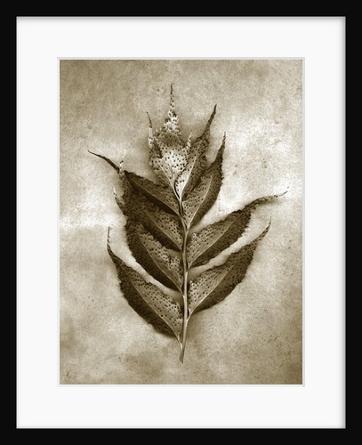 Holly Fern by Anonymous