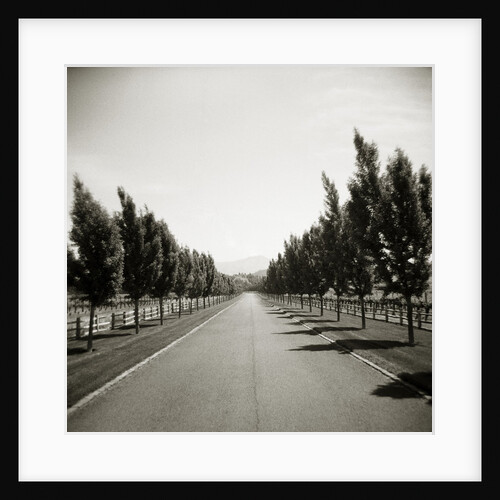 Napa Valley by Anonymous