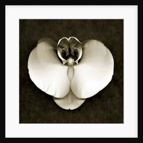 Orchid by Anonymous