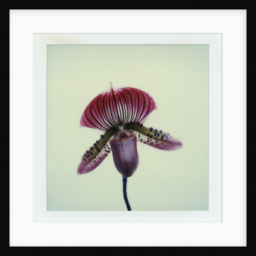 Lady Slipper Orchid by Anonymous