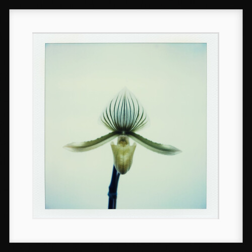 Lady Slipper Orchid by Anonymous