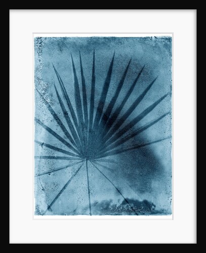 Palmetto Palm by Anonymous