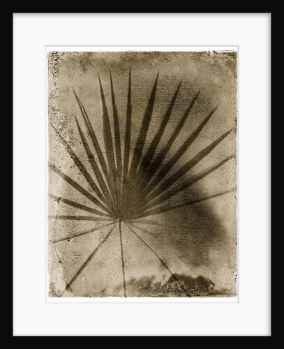 Palmetto Palm by Anonymous