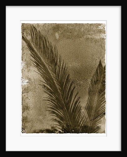 Sago Palm by Anonymous