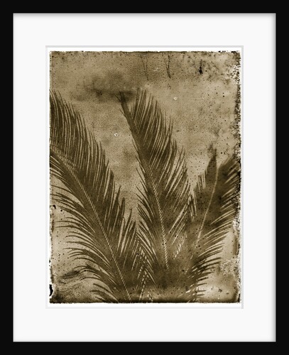 Sago Palm by Anonymous
