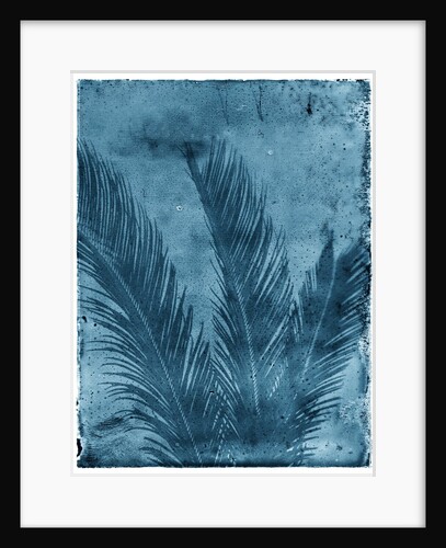 Sago Palm by Anonymous