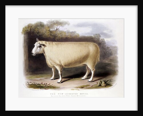 New Leicester ram by Anonymous