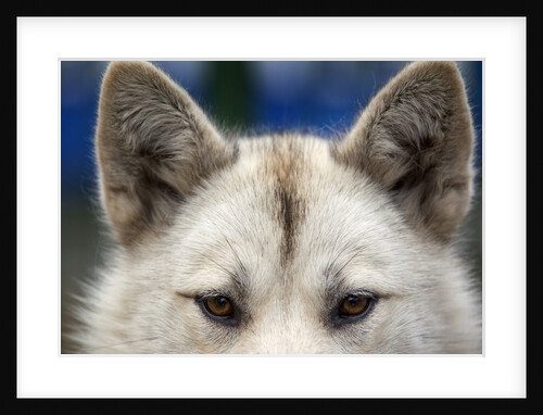 Sled Dog in Greenland by Anonymous