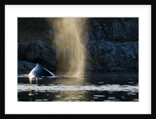 Humpback whale in Disko Bay in Greenland by Anonymous