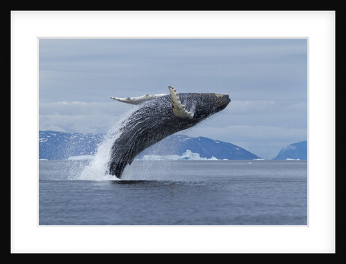 Humpback whale calf breach in Disko Bay in Greenland by Anonymous
