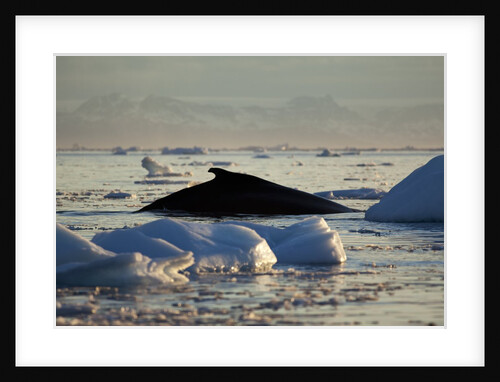 Humpback Whale in Disko Bay in Greenland by Anonymous