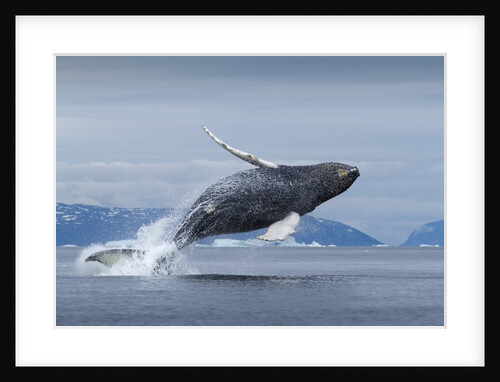 Humpback whale calf breaching in Disko Bay in Greenland by Anonymous