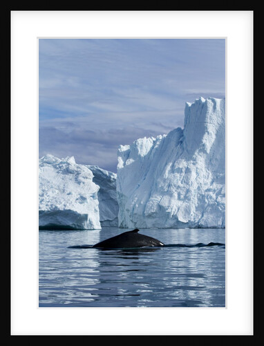 Humpback Whale in Disko Bay in Greenland by Anonymous