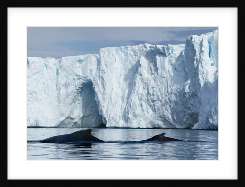 Humpback Whales in Disko Bay in Greenland by Anonymous