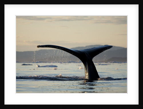 Humpback Whale in Disko Bay in Greenland by Anonymous