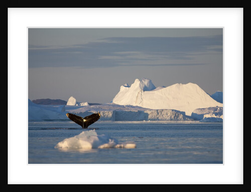 Humpback Whale in Disko Bay in Greenland by Anonymous