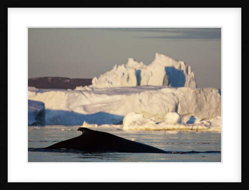 Humpback Whale in Disko Bay in Greenland by Anonymous