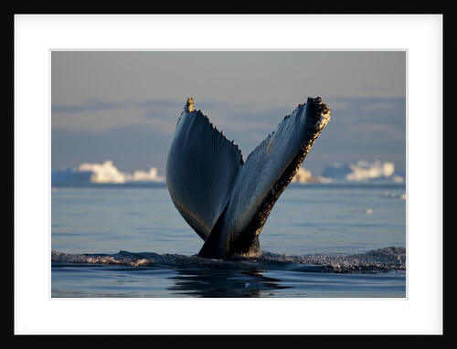 Humpback Whale in Disko Bay in Greenland by Anonymous