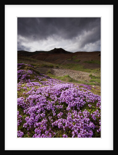 Summer Wildflowers in Iceland by Anonymous