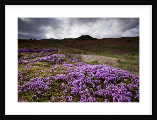 Summer Wildflowers in Iceland by Anonymous