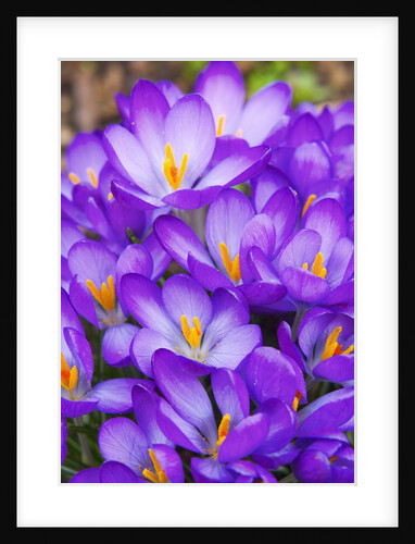 Spring crocuses by Anonymous