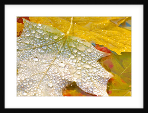Fall leaves covered in water droplets by Anonymous