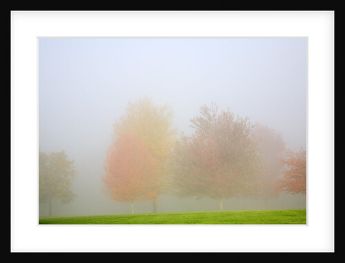 Fall trees shrouded in mist by Anonymous