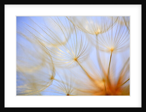 Close-up of a dandelion by Anonymous