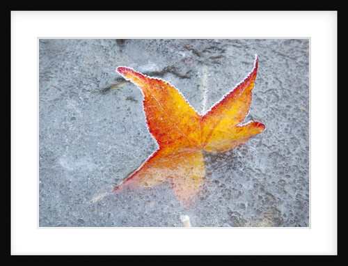 Fall leaf in a frozen stream by Anonymous