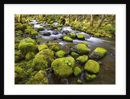 Mossy rocks along a creek by Anonymous