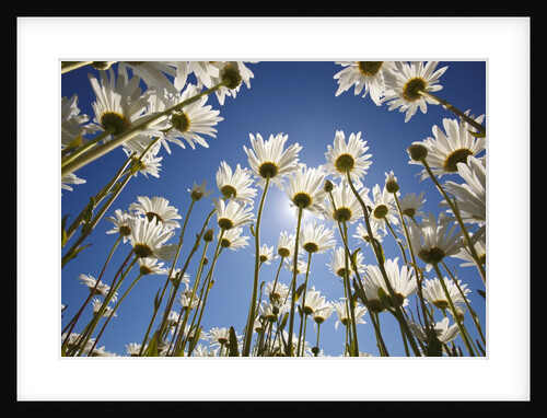Sun and blue sky through daisies by Anonymous