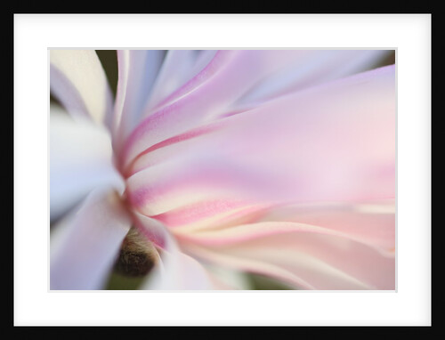 Close-up view of a flower by Anonymous