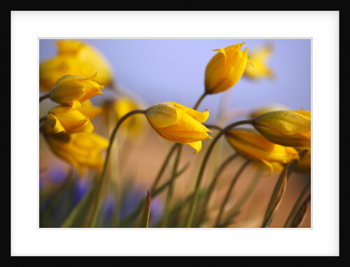 Close-up of daffodils by Anonymous