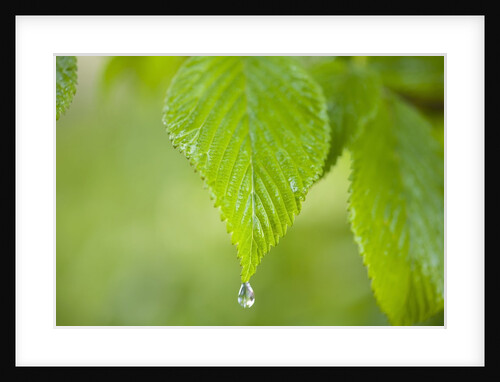 Rain drop on a leaf by Anonymous