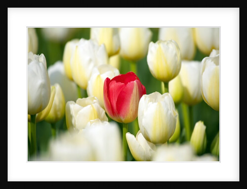 Red tulip in a field of white tulips by Anonymous