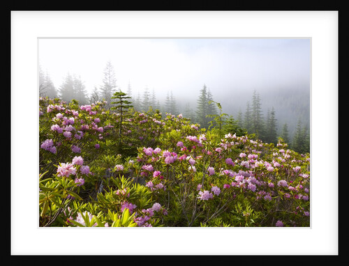Rhododendron bushes and morning fog along Lolo Pass by Anonymous