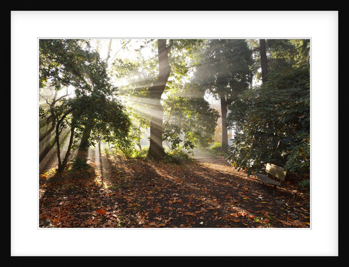 Sunrise through fog and trees by Anonymous