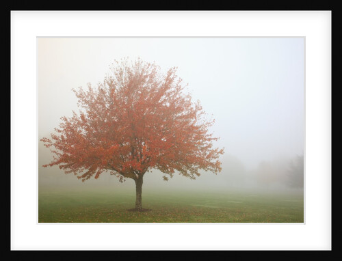 Fall trees in the fog by Anonymous